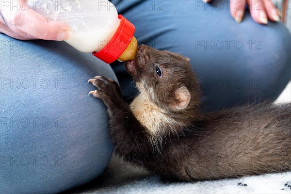 Beech marten (Martes foina), practical animal welfare, young animal receives milk with a bottle in a wildlife rescue centre, North Rhine-Westphalia, Germany, Europe