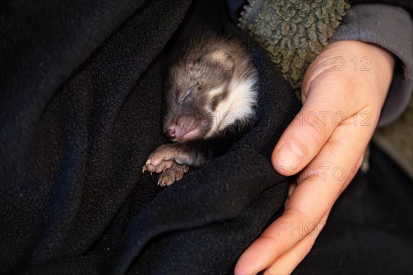 Beech marten (Martes foina), practical animal welfare, young animal sleeping on hand in a wildlife rescue centre, North Rhine-Westphalia, Germany, Europe