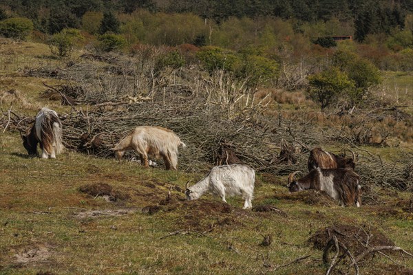 Several sheep grazing in a pasture, surrounded by trees and wide landscape, grazing goats in a heath landscape in spring