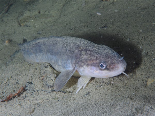 A greyish fish with a broad snout, burbot (Lota lota), rudd, on the sandy lake bottom. Dive site Kleiner Parkplatz, Herrliberg, Lake Zurich, Canton Zurich, Switzerland, Europe