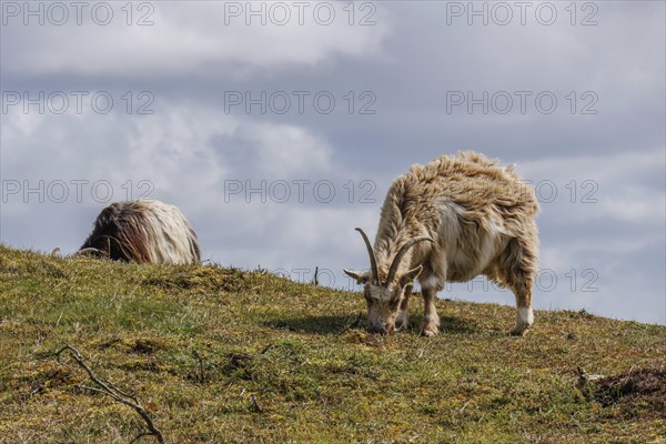 Two sheep grazing in a pasture under a cloudy sky, a sheep lying in the grass, grazing goats in a heath landscape in springtime