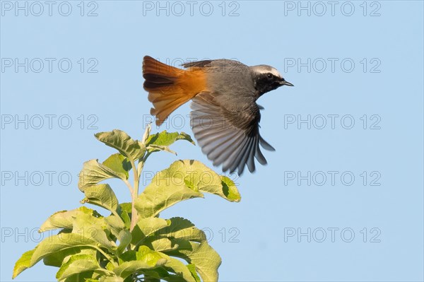 A redstart (Phoenicurus phoenicurus), male, with outspread wings flying over the top of a green tree against a clear blue sky, Hesse, Germany, Europe