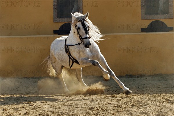 Andalusian, Andalusian horse, Antequera, Andalusia, Spain, Europe