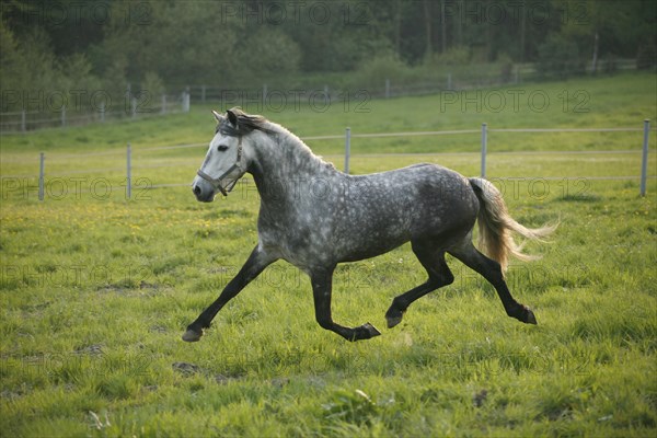 Andalusian, Andalusian horse