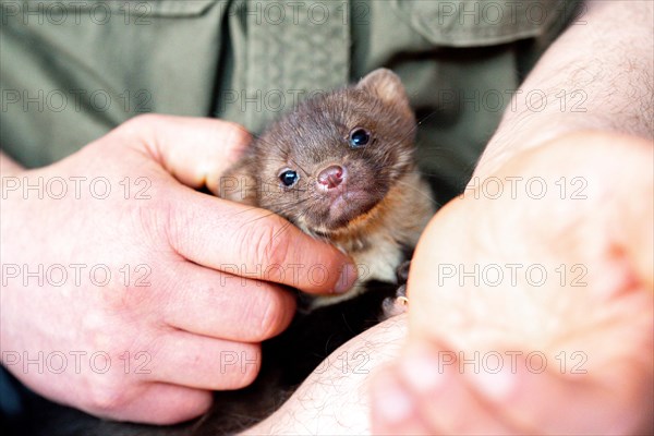 Beech marten (Martes foina), practical animal welfare, young animal on hand in a wildlife rescue centre, North Rhine-Westphalia, Germany, Europe