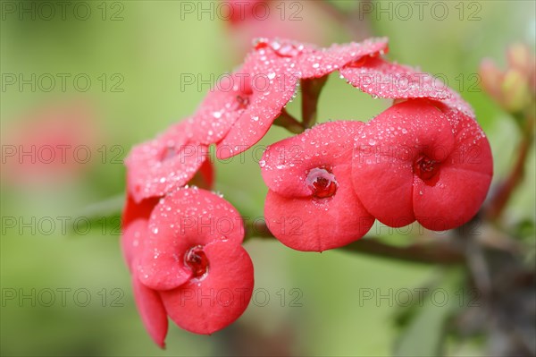 Crown of thorns (Euphorbia milii), flowers, native to Madagascar, ornamental plant, North Rhine-Westphalia, Germany, Europe