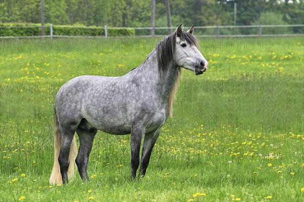 Andalusian, Andalusian horse, Spaniard