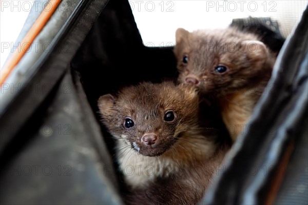 Beech marten (Martes foina), practical animal welfare, two young animals in a transport box in a wildlife rescue centre, North Rhine-Westphalia, Germany, Europe