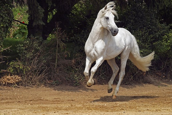 Andalusian, Andalusian horse, Spaniard