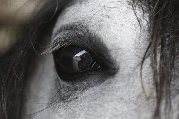 Andalusian, Andalusian horse, Spaniard, Eye