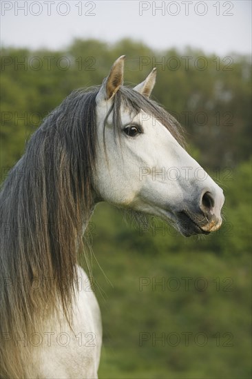 Andalusian, Andalusian horse