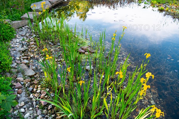 Yellow iris (Iris pseudacorus), by a pond in a natural garden, practical nature conservation, biotope for insects, amphibians and birds, swimming pond with near-natural water edge design, Germany, Europe