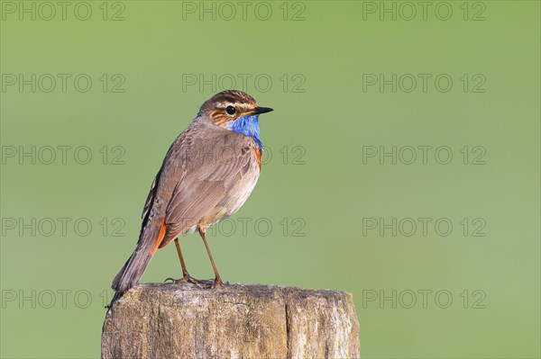 White-starred bluethroat (Luscinia svecica cyanecula), male, sitting on wooden fence post, songbird, wildlife, Ochsenmoor, Naturpark Duemmer See, Huede, Lower Saxony, Germany, Europe