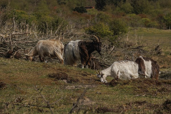 Three sheep grazing in a pasture, surrounded by trees, a quiet rural landscape, grazing goats in a heath landscape in springtime