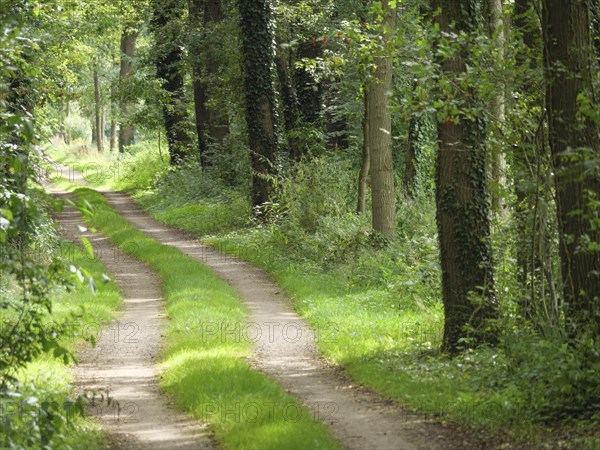 A dreamy forest path surrounded by tall trees and dense greenery creates a peaceful and secluded atmosphere, forest path in a forest in summertime, borken, germany