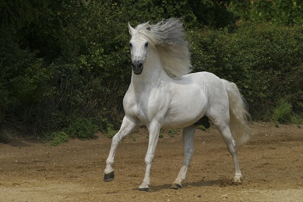 Andalusian, Andalusian horse, Spaniard