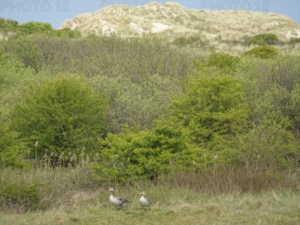 A pair of birds stands on a grassy area, surrounded by bushes and sand ...