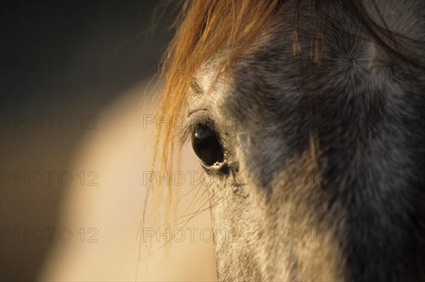 Andalusian, Andalusian horse, Antequera, Andalusia, Spain, eye, Europe