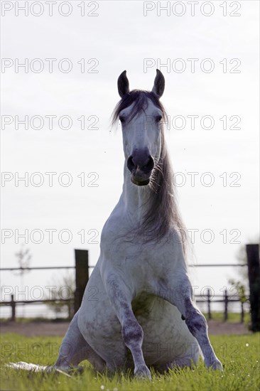 Andalusian, Andalusian horse