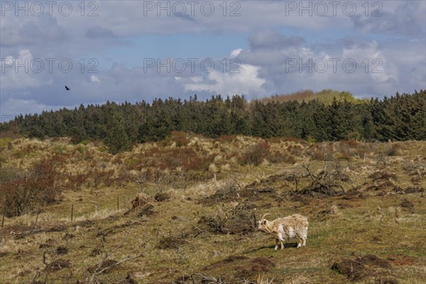 A single sheep stands in a wide pasture with clouds in the sky and forest in the background, grazing goats in a heath landscape in spring