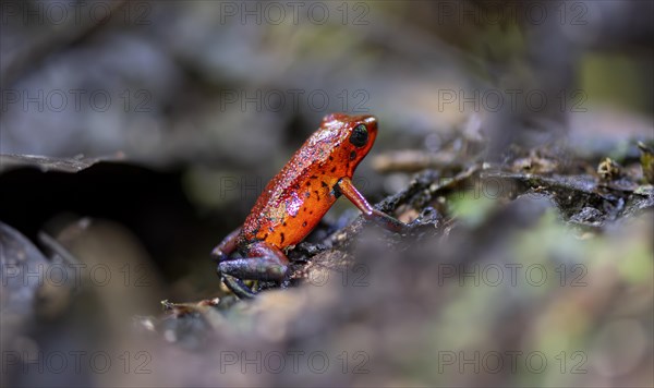 Strawberry poison-dart frog (Dendrobates pumilio), Tortuguero National Park, Costa Rica, Central America