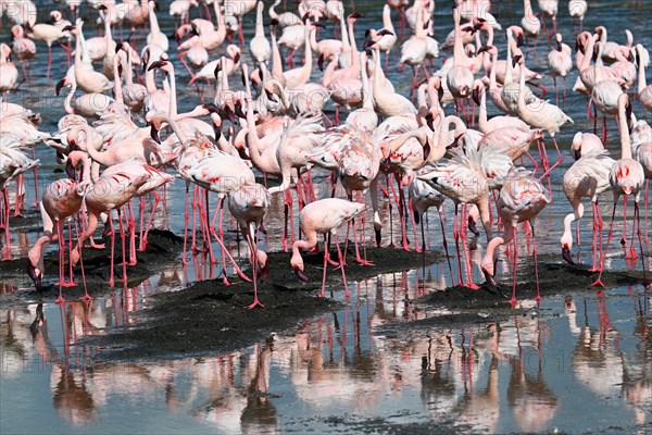 Lesser flamingos (Phoeniconaias minor), Ngorongoro Crater, Ngorongoro Conservation Area, Tanzania, Africa