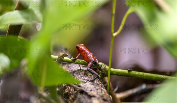 Strawberry poison-dart frog (Dendrobates pumilio) climbing on a branch, Tortuguero National Park, Costa Rica, Central America