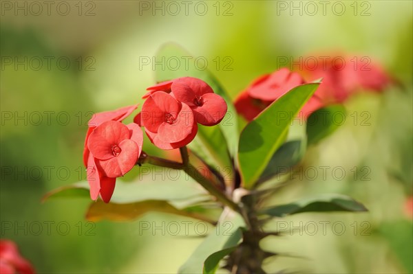 Crown of thorns (Euphorbia milii), flowers, native to Madagascar, ornamental plant, North Rhine-Westphalia, Germany, Europe