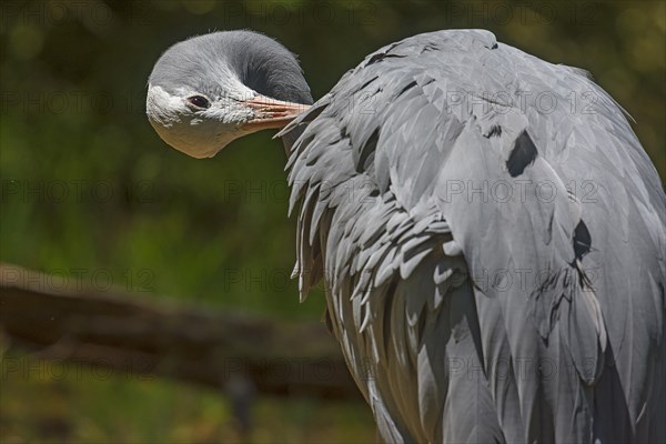 Preening paradise crane (Anthropoides paradisea), Nuremberg Zoo, Middle Franconia, Bavaria, Germany, Europe