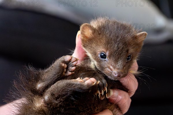 Beech marten (Martes foina), practical animal welfare, young animal is examined after arrival at a wildlife rescue centre, North Rhine-Westphalia, Germany, Europe