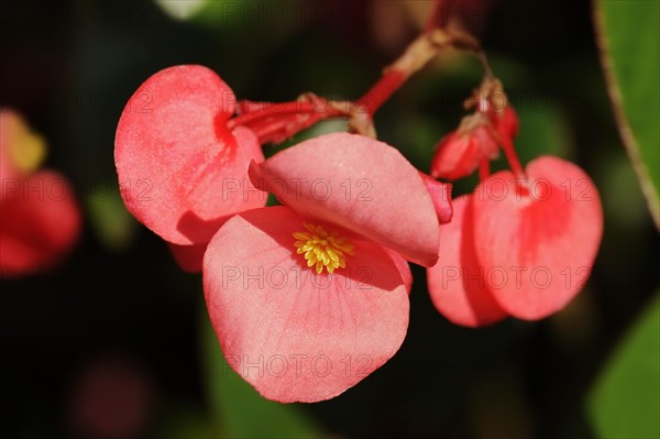 Dragon Wing begonias (Begonia), flowers, ornamental plant, North Rhine-Westphalia, Germany, Europe