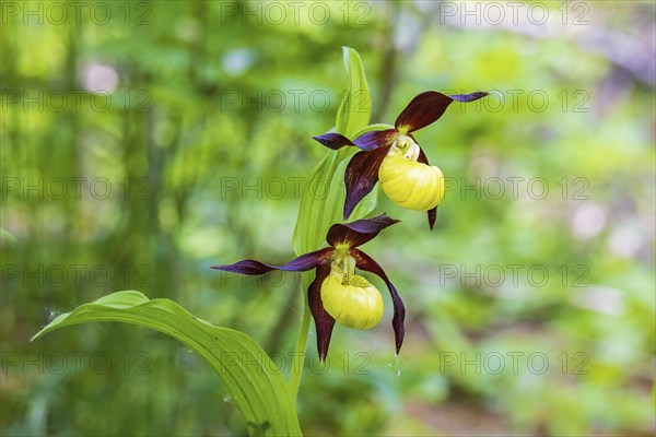 Flowering Lady's-slipper orchid (Cypripedium calceolus) in a forest