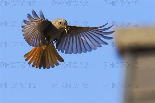 A black redstart (Phoenicurus ochruros), female, in flight with outstretched wings and insects in its beak in front of a building. Clear nature photograph, Hesse, Germany, Europe