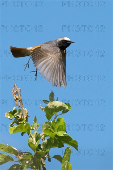 A common redstart (Phoenicurus phoenicurus, male, flying, wings wide open against a blue sky, Hesse, Germany, Europe