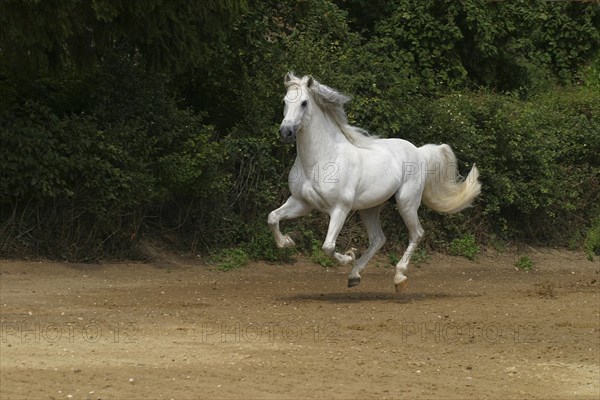 Andalusian, Andalusian horse, Spaniard