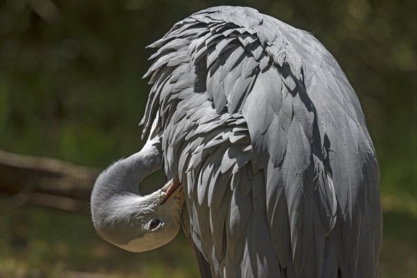 Preening paradise crane (Anthropoides paradisea), Nuremberg Zoo, Middle Franconia, Bavaria, Germany, Europe