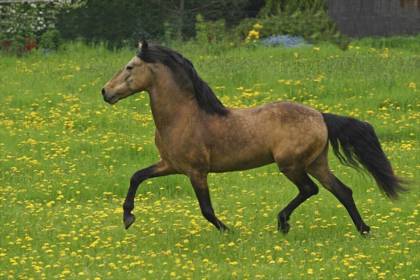 Andalusian, Andalusian horse, Spaniard