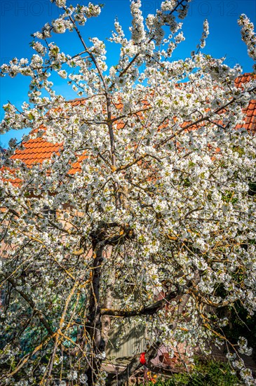 White blossoms on a Cherry tree (Prunus avium) in spring, Jena, Thuringia, Germany, Europe