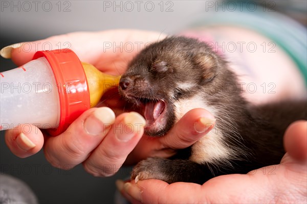 Beech marten (Martes foina), practical animal welfare, young animal receives milk with a bottle in a wildlife rescue centre, North Rhine-Westphalia, Germany, Europe