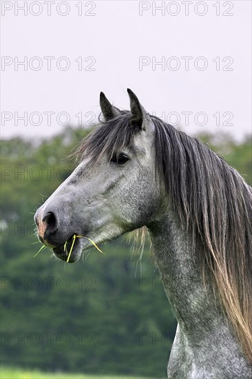 Andalusian, Andalusian horse, Spaniard