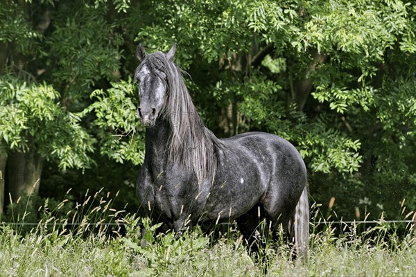 Andalusian, Andalusian horse