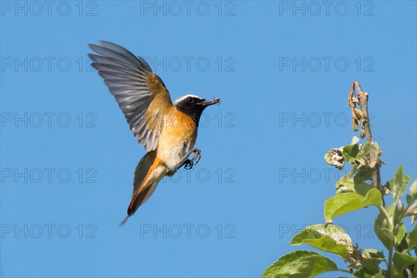 A common redstart (Phoenicurus phoenicurus), male, in flight, holding an insect in its beak, wings spread wide against the blue sky, Hesse, Germany, Europe