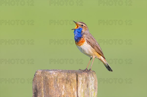 White-starred bluethroat (Luscinia svecica cyanecula), male, singing from a wooden fence post, songbird, wildlife, Ochsenmoor, Naturpark Duemmer See, Huede, Lower Saxony, Germany, Europe