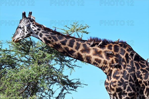 Masai giraffe (Giraffa tippelskirchi) with birds Oxpeckers (Buphagus erythrorhynchus), Serengeti National park, Tanzania, Africa