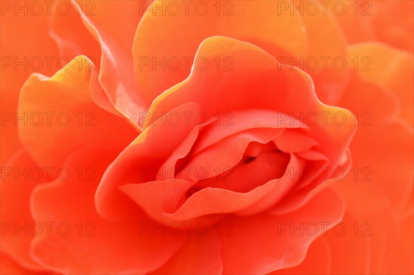 Tuberous begonia (Begonia x tuberhybrida), flower detail, ornamental plant, North Rhine-Westphalia, Germany, Europe