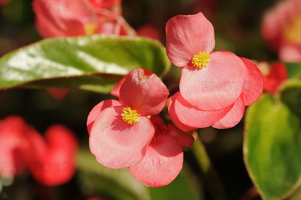 Dragon Wing begonias (Begonia), flowers, ornamental plant, North Rhine-Westphalia, Germany, Europe