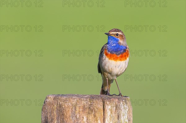 White-starred bluethroat (Luscinia svecica cyanecula), male, sitting on wooden fence post, songbird, wildlife, Ochsenmoor, Naturpark Duemmer See, Huede, Lower Saxony, Germany, Europe