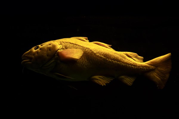 Atlantic cod Gadus morhua fish in sea underwater