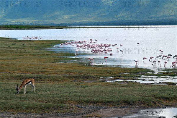 Thomson's Gazelle (Eudorcas thomsonii) and Lesser flamingos (Phoeniconaias minor), Ngorongoro Crater, Ngorongoro Conservation Area, Tanzania, Africa