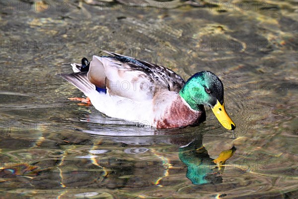 Mallard (Anas platyrhynchos), swimming drake, mountain lake in Lombardy, Italy, Europe